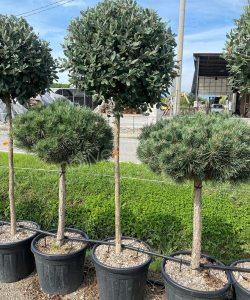 hiërarchie Binnenwaarts inkomen Groenblijvende halfstamboom kopen | Groenblijvende bomen productoverzicht |  Groenblijvendebomen.nl