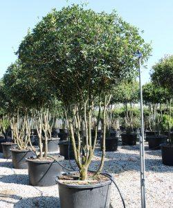 Komst Glimp Adelaide Groenblijvende boom kopen | Groenblijvende bomen | Groenblijvendebomen.nl