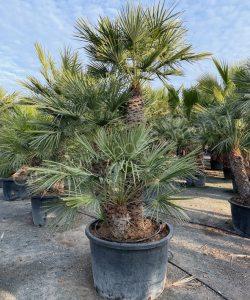 Chamaerops humilis - Europese dwergpalm