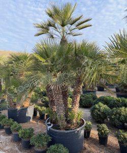Chamaerops humilis - Europese dwergpalm