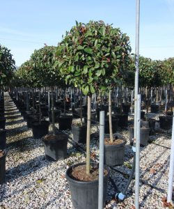 gebruik Garantie lassen Groenblijvende halfstamboom kopen | Groenblijvende bomen productoverzicht |  Groenblijvendebomen.nl