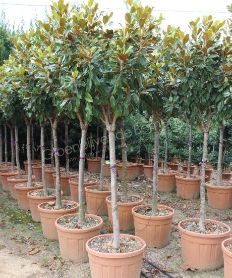 Fonkeling Emuleren Advertentie Magnolia grandiflora "Little Gem" | Groenblijvende Bomen | Wintergroene  bomen koopt u bij de Groenblijvende bomen in Overloon - Product