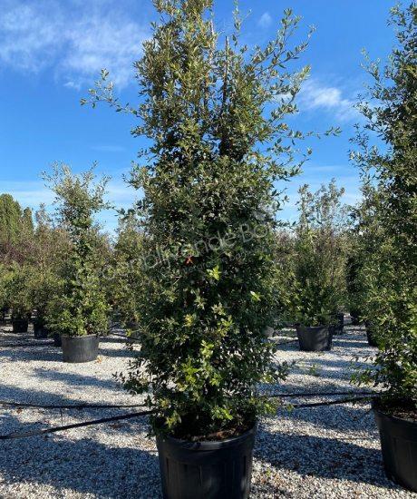 Quercus Ilex zuilvorm kopen