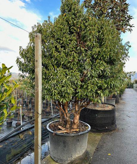 Prunus lusitanica meerstammig kopen