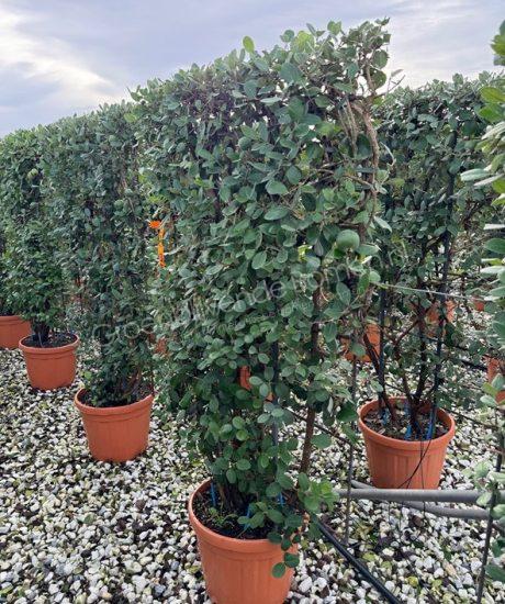 Feijoa sellowiana leischerm kopen