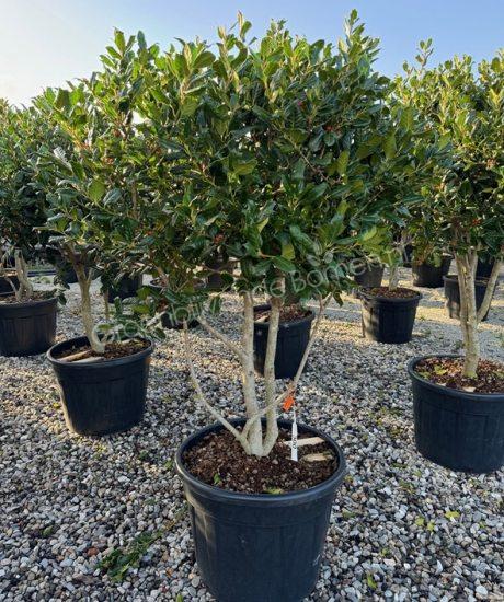 Ilex 'Nellie Stevens' kopen Amerikaanse hulst