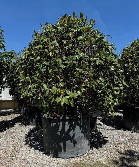 Groenblijvende tulpenboom bolvorm Magnolia grandiflora 'Gallisoniensis'