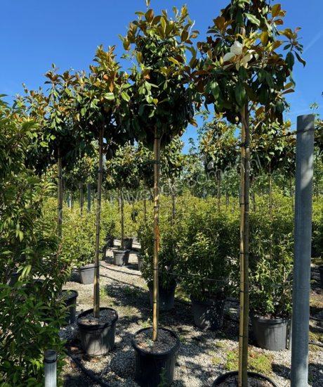 Magnolia grandiflora 'Goliath' hoogstam groenblijvende tulpenboom