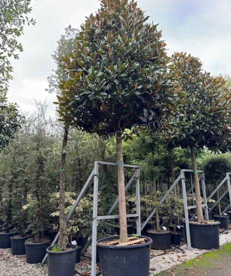 Magnolia grandiflora 'Gallisoniensis' hoogstam kopen groenblijvende tulpenboom