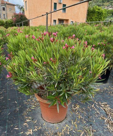 Oleander bolvorm kopen Nerium oleander