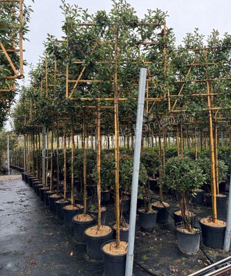 Photinia fraseri 'Red Robin' leiboom kopen glansmispel