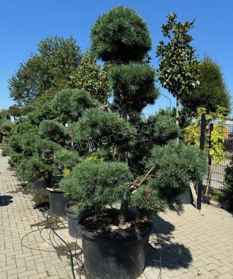 Pinus sylvestris bonsai kopen