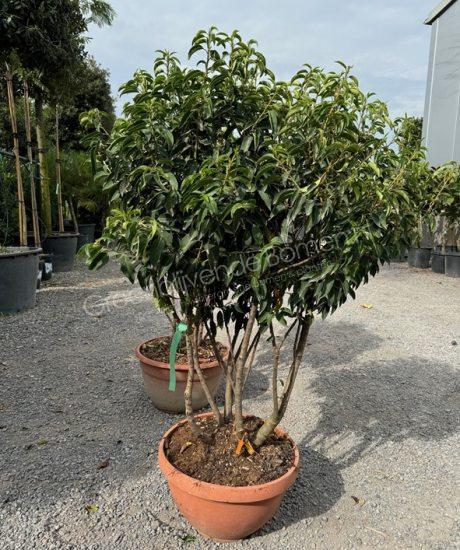 Prunus lusitanica 'Angustifolia' meerstammig kopen Portugese laurier