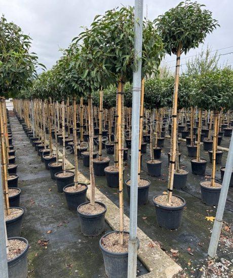 Prunus lusitanica 'Angustifolia' kopen Portugese laurier