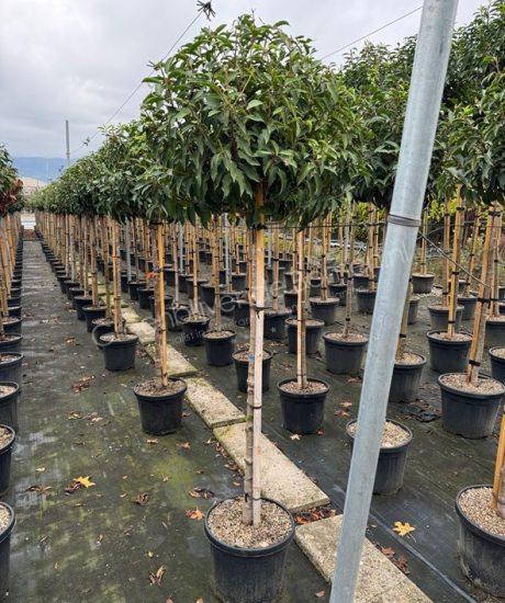 Portugese laurier halfstam kopen Prunus lusitanica 'Angustifolia'