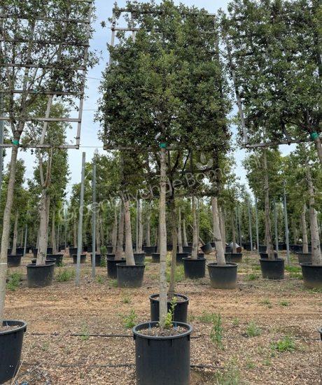 Quercus Ilex leiboom Steeneik