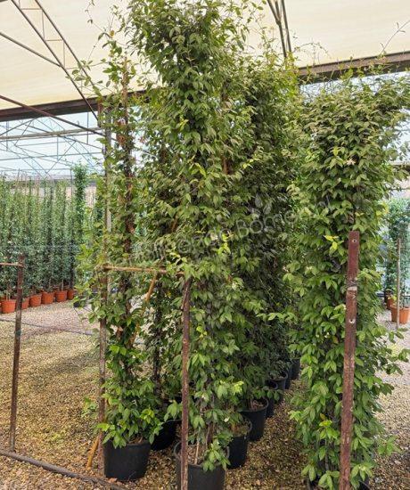Trachelospermum jasminoides klimplant kopen Toscaanse jasmijn
