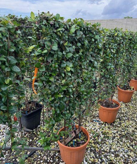Toscaanse jasmijn kopen Trachelospermum jasminoides