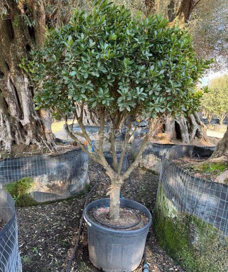 Aardbeienboom halfstam kopen Arbutus unedo