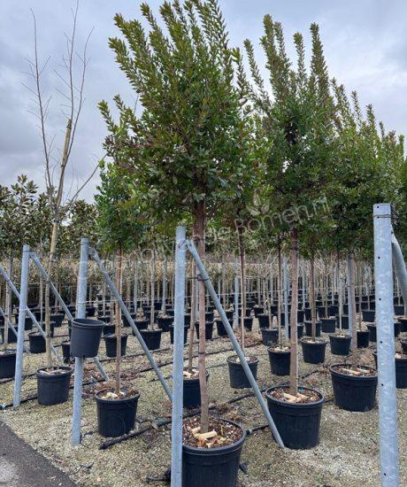 Aardbeienboom hoogstam kopen Arbutus unedo