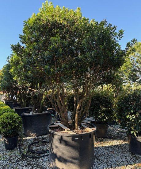 Arbutus unedo meerstammig aardbeienboom