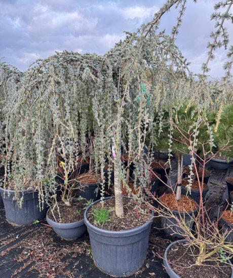 Halfstam treurceder kopen