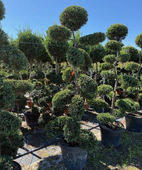 Cupressocyparis leylandii bonsai kopen