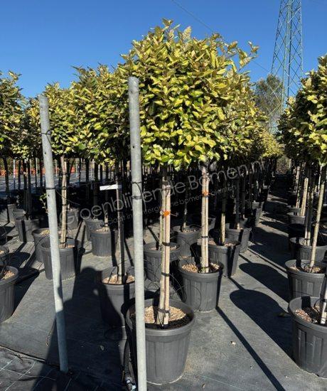 Elaeagnus ebbingei Maryline