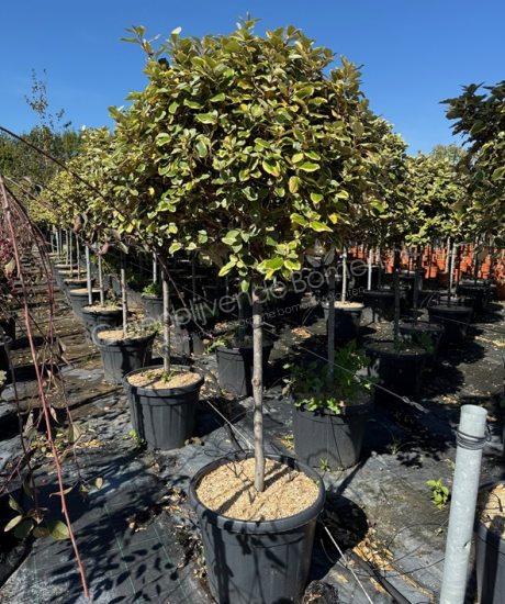 Elaeagnus ebbingei Vivileg halfstam kopen olijfwilg