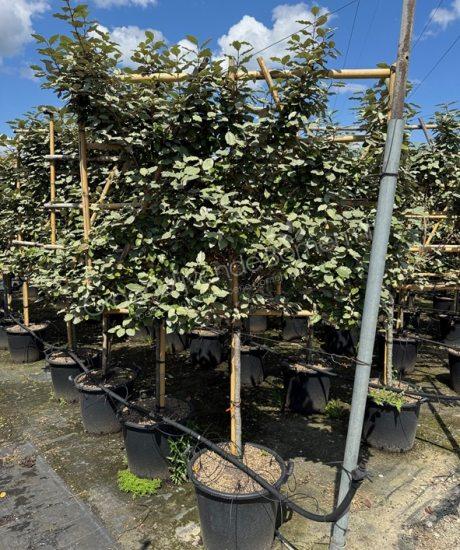 Olijfwilg leiboom kopen Elaeagnus ebbingei