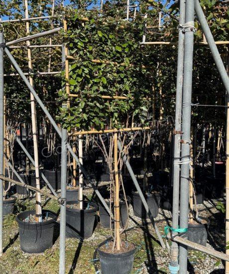 Elaeagnus ebbingei meerstammige leiboom kopen