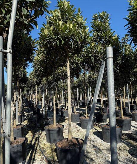 Eriobotrya japonica hoogstam kopen Japanse wolmispel