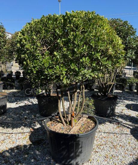 Euonymus japonicus 'Aureopictus' meerstammig kopen