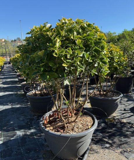 Euonymus japonicus 'Aureus' meerstammig kopen