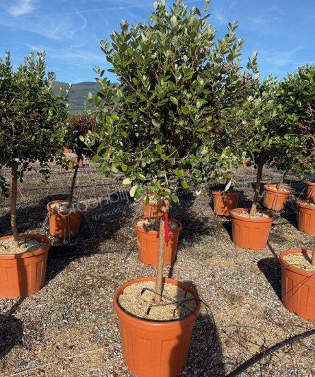 Feijoa sellowiana halfstam kopen