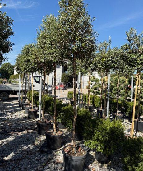 Feijoa sellowiana hoogstam kopen