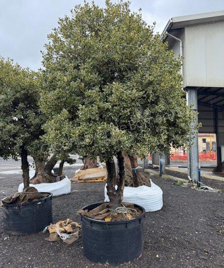 Ilex aquifolium 'Variegata Aurea' meerstammig kopen bonte hulst