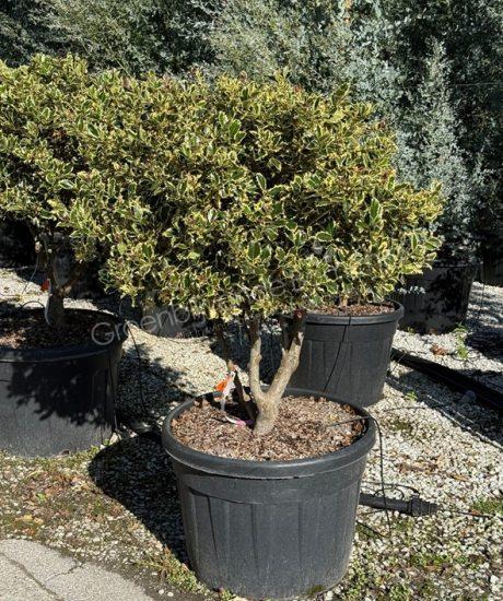 Ilex aquifolium 'Variegata Aurea' meerstammig kopen bonte hulst