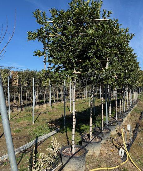 Ilex aquifolium 'Castaneifolia' leiboom kopen kastanjebladige hulst