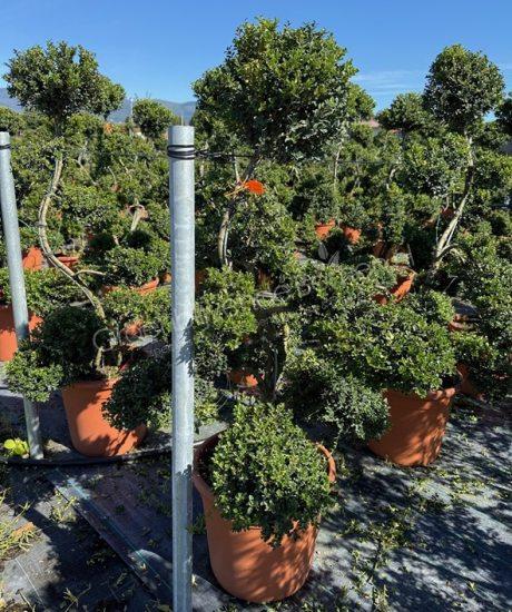 Ilex crenata Toscaanse Bonsai kopen
