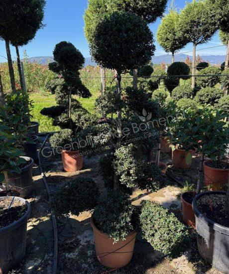 Ilex crenata Toscaanse Bonsai kopen