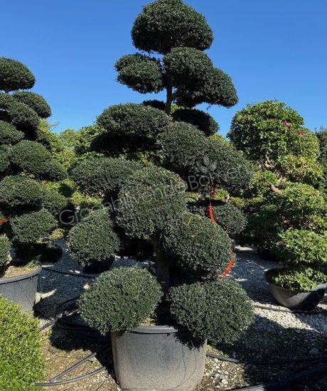 Japanse hulst Bonsai kopen Ilex crenata 'Kinme' Japanse Bonsai