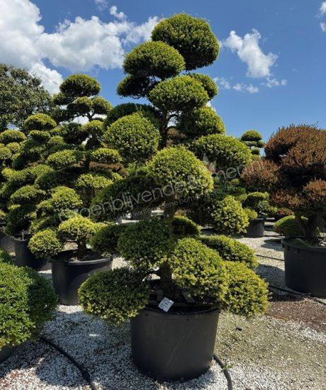 Ilex crenata 'Kinme' Bonsai kopen Japanse hulst Bonsai