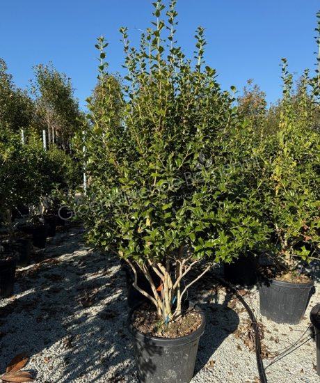 Ilex furcata meerstammig kopen hulst