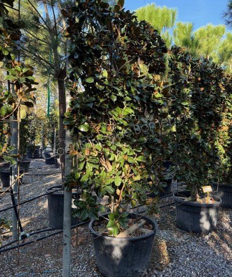 Groenblijvende tulpenboom leiboom kopen Magnolia grandiflora 'Gallisoniensis'