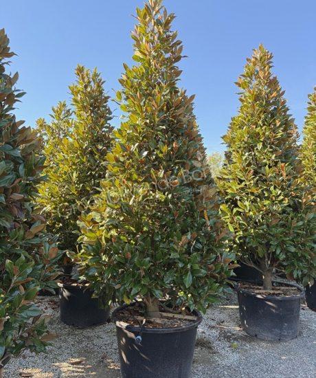 Magnolia grandiflora 'Gallisoniensis' zuilvorm kopen groenblijvende tulpenboom