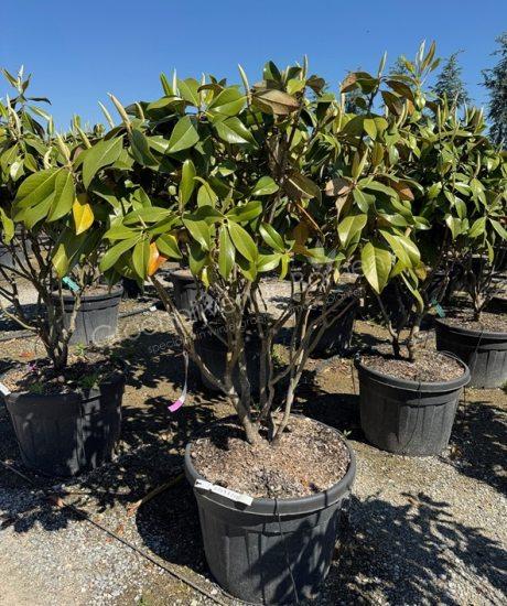 Magnolia grandiflora 'Gallisoniensis' meerstammig kopen groenblijvende tulpenboom