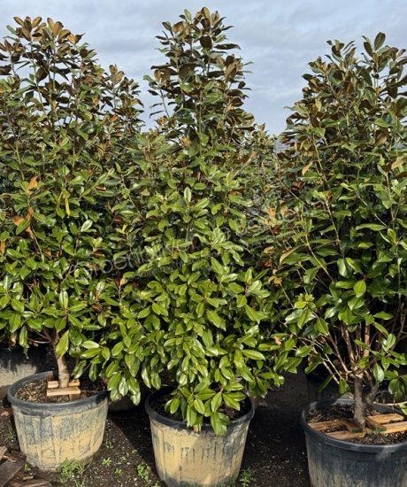 Magnolia grandiflora 'Goliath' zuilvorm groenblijvende tulpenboom