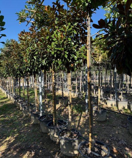Magnolia grandiflora 'Goliath' 3/4e stam groenblijvende tulpenboom