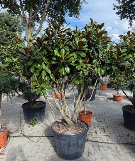 Groenblijvende tulpenboom meerstammig kopen Magnolia grandiflora 'Goliath' 